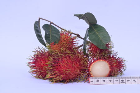 Rambutan crates